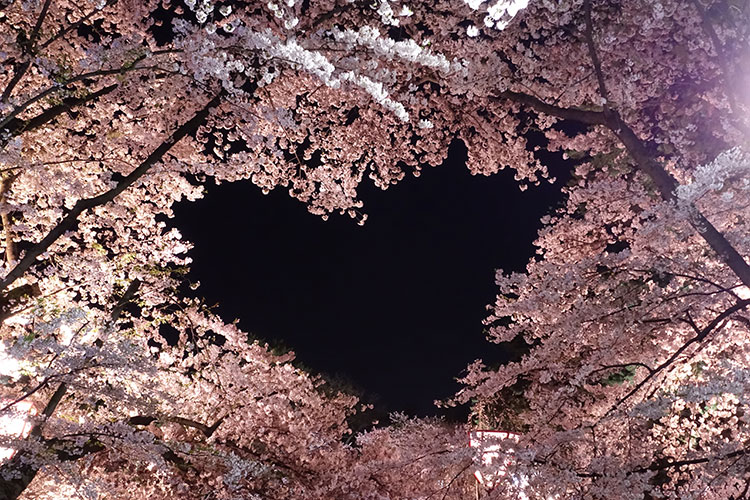 夜空を♡に切り取ったような桜/イメージ